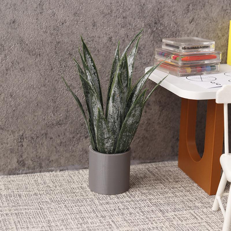 ต้นว่านหางจระเข้จิ๋วในกระถาง ข - Aloe Vera Pot บทวิจารณ์และราคา