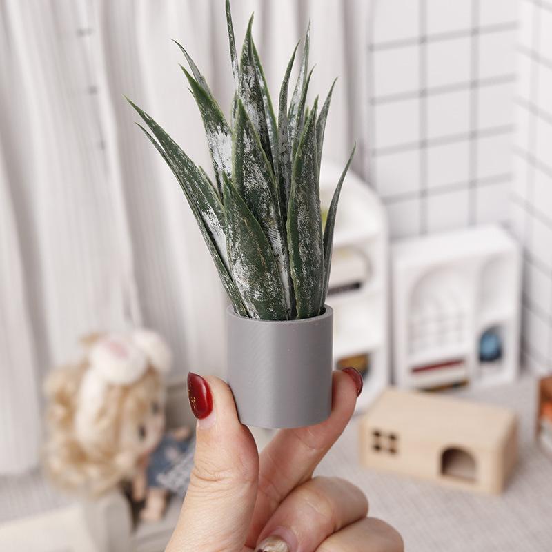 ต้นว่านหางจระเข้จิ๋วในกระถาง ข - Aloe Vera Pot บทวิจารณ์และราคา