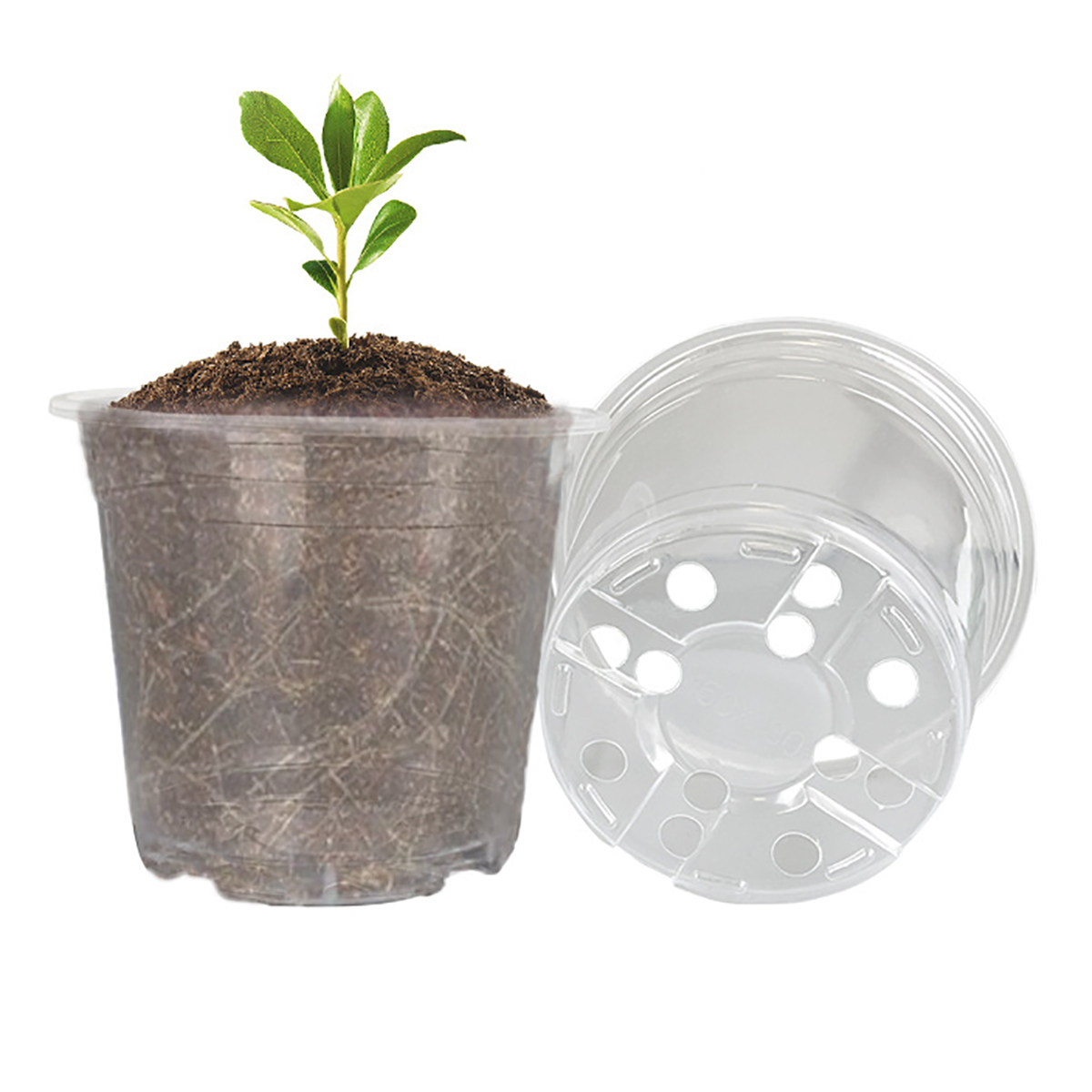 5 ชิ้น 6/7.6/10/13/15 เซนติเมต - Aloe Vera Pot บทวิจารณ์และราคา