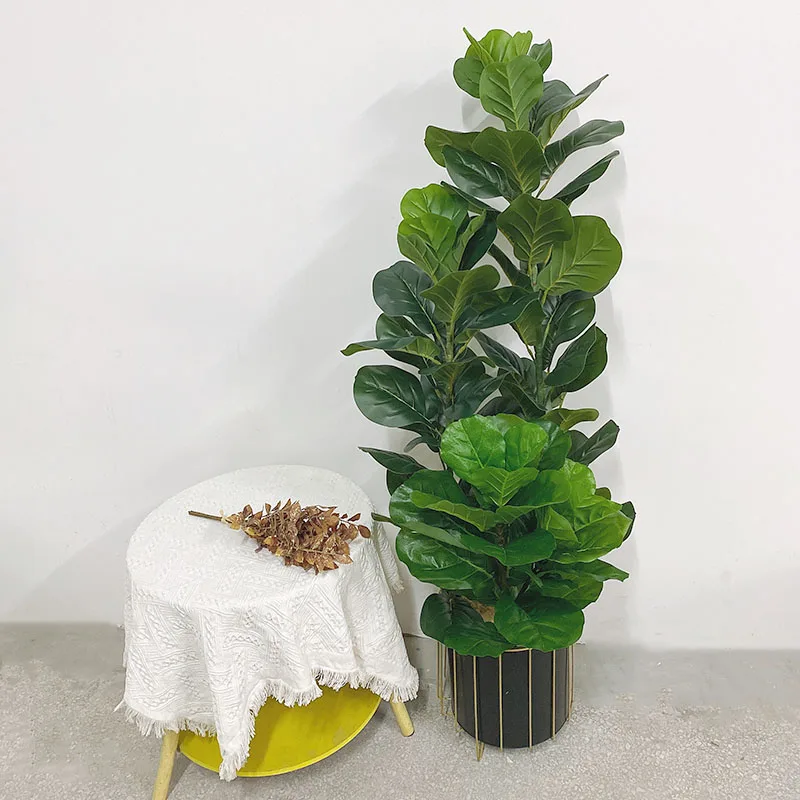 ต้นไม้เขตร้อนขนาด 35-150 ซม. ต - Ficus Lyrata Tree บทวิจารณ์และราคา