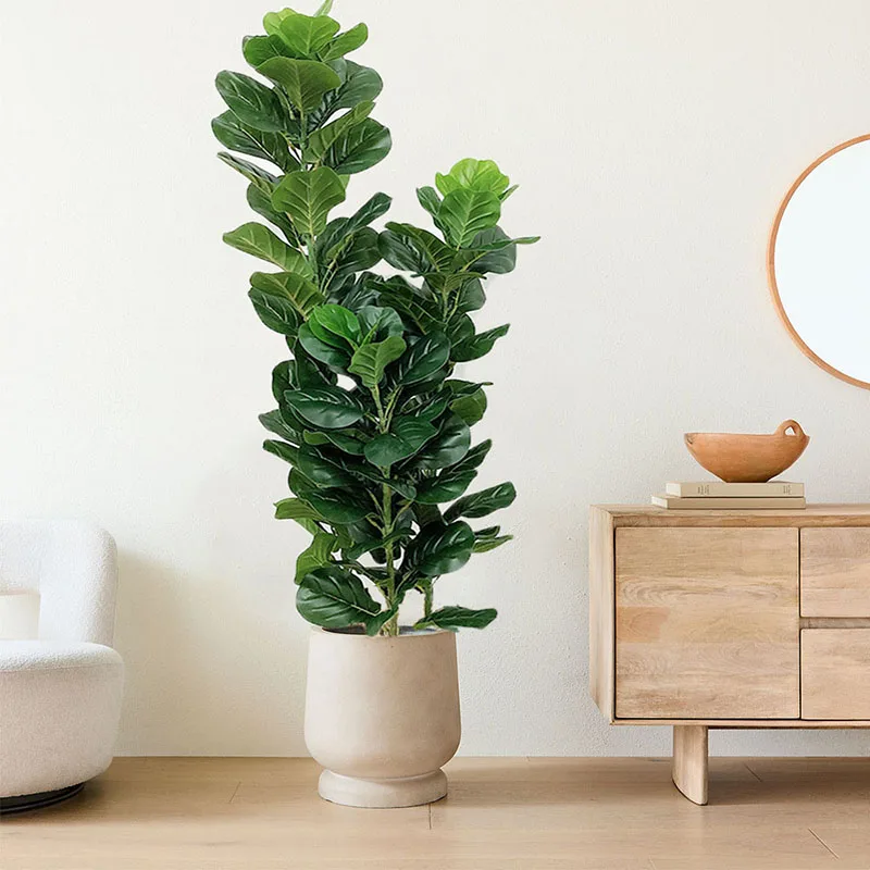 ต้นไม้เขตร้อนขนาด 35-150 ซม. ต - Ficus Lyrata Tree บทวิจารณ์และราคา