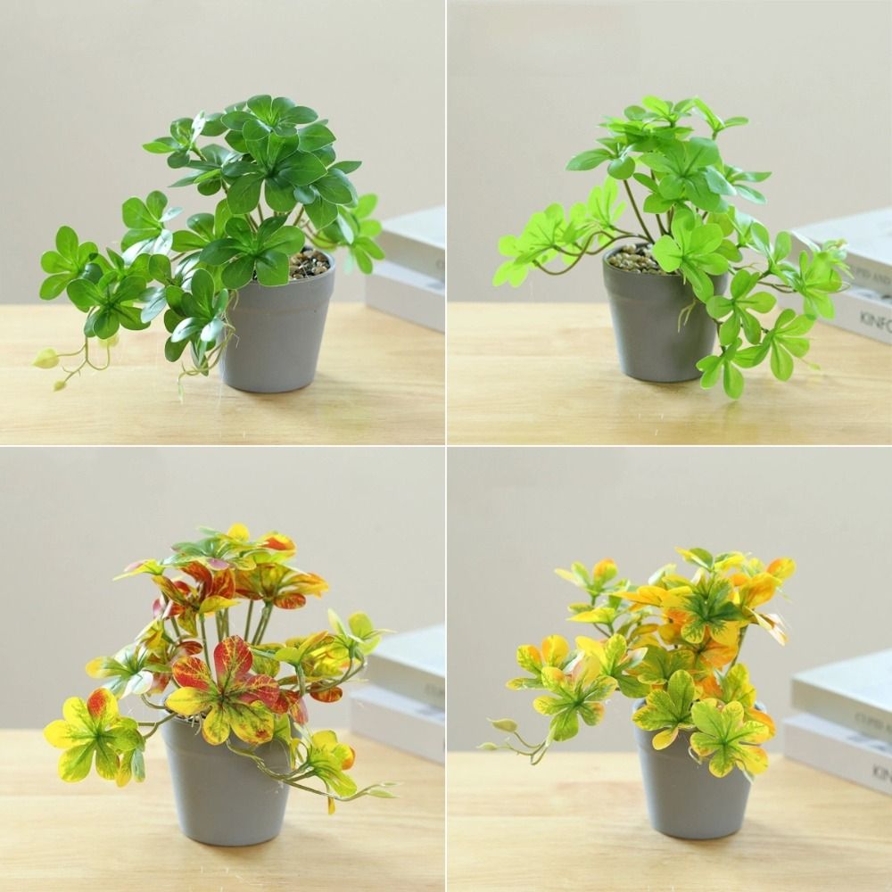 บอนไซ ต้นบอนไซประดิษฐ์ ต้นไม้ป - Spider Plant Hanging บทวิจารณ์และราคา