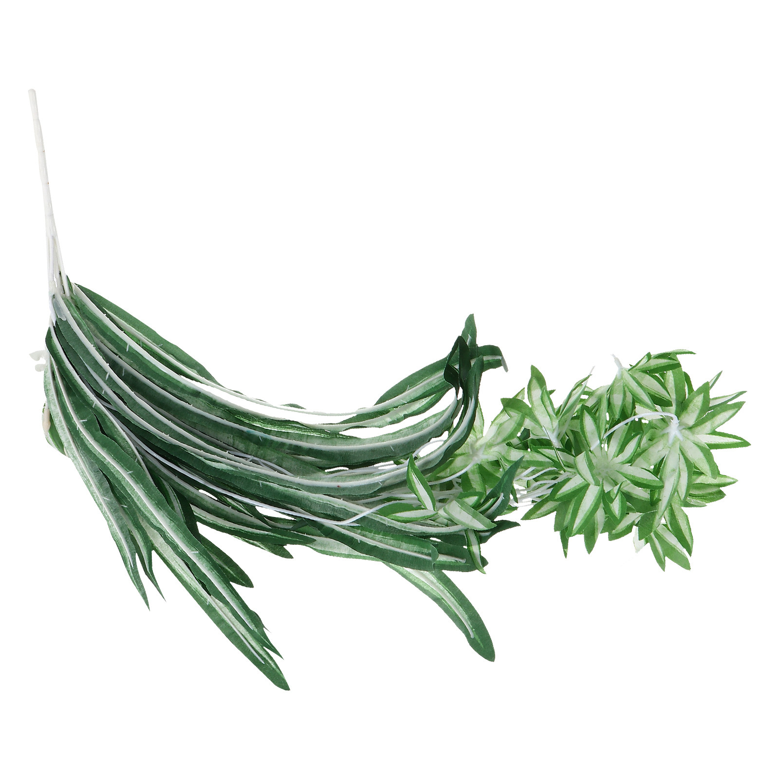 1 ชิ้น ต้นคลอโรฟิตัมเทียม ต้นไ - Spider Plant Hanging บทวิจารณ์และราคา
