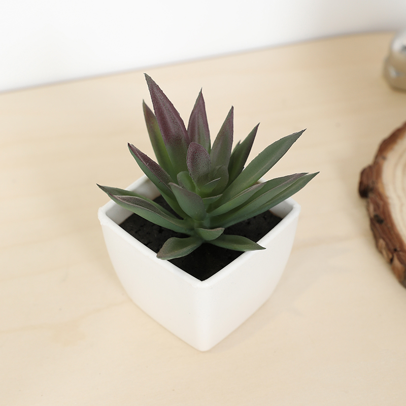 มินิประดิษฐ์ฉ่ํานางฟ้าถ้วยกระถ - Echeveria Succulent บทวิจารณ์และราคา